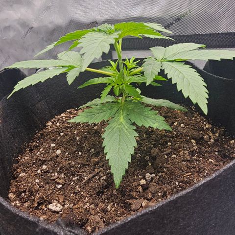 Autowreck growlog timeline photo