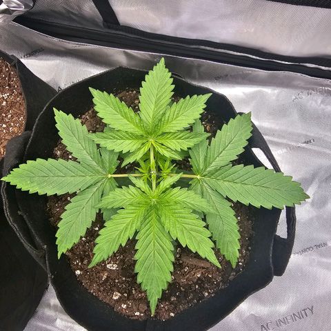 Autowreck growlog timeline photo