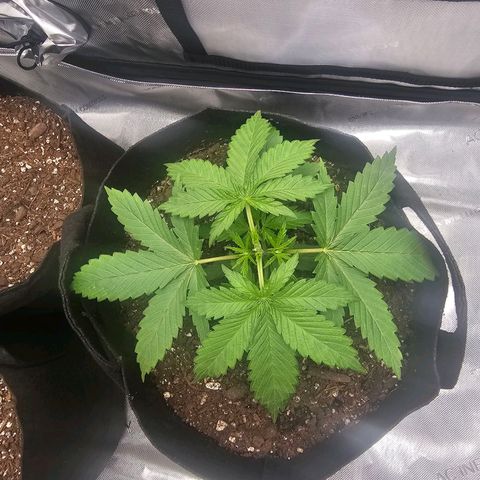 Autowreck growlog timeline photo