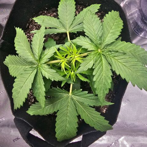 Autowreck growlog timeline photo