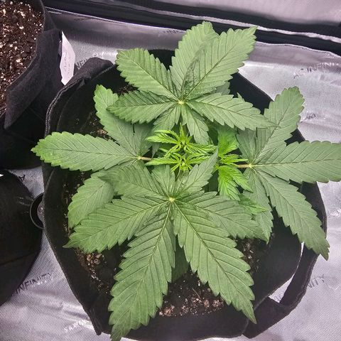Autowreck growlog timeline photo