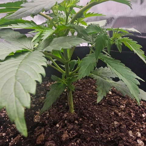 Autowreck growlog timeline photo