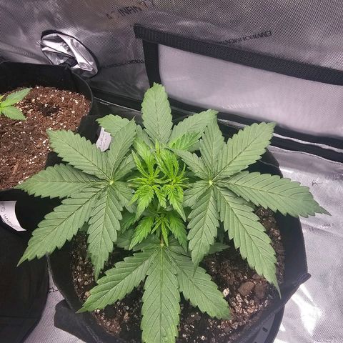 Autowreck growlog timeline photo