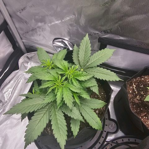 Autowreck growlog timeline photo