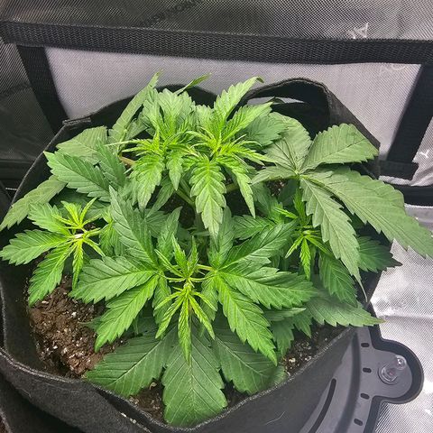 Autowreck growlog timeline photo