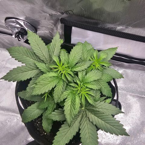 Autowreck growlog timeline photo