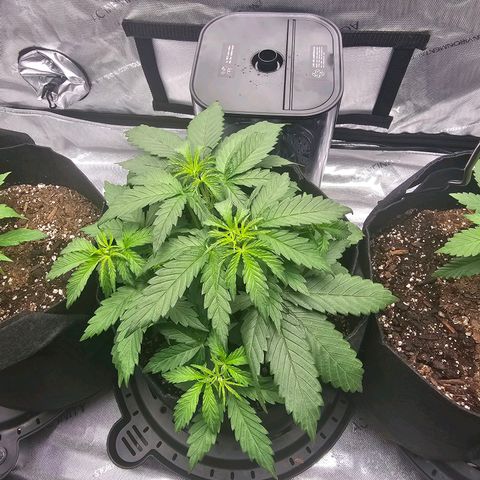 Autowreck growlog timeline photo