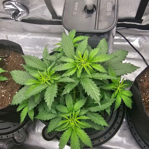 Autowreck growlog timeline photo
