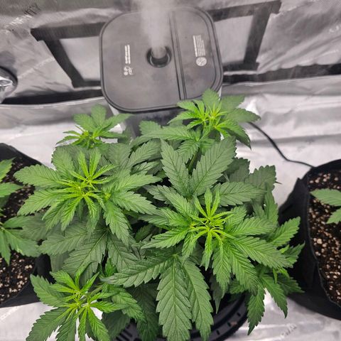 Autowreck growlog timeline photo
