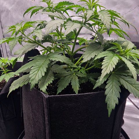 Autowreck growlog timeline photo