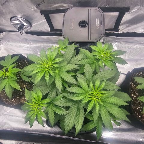 Autowreck growlog timeline photo