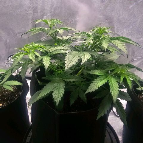 Autowreck growlog timeline photo
