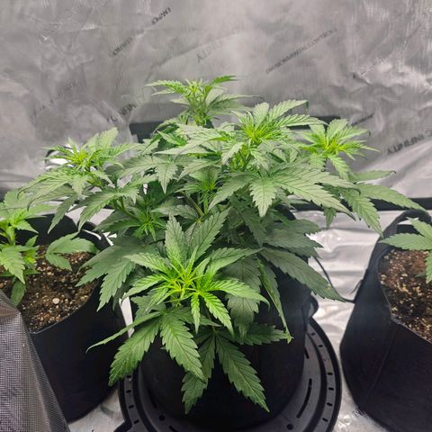 Autowreck growlog timeline photo