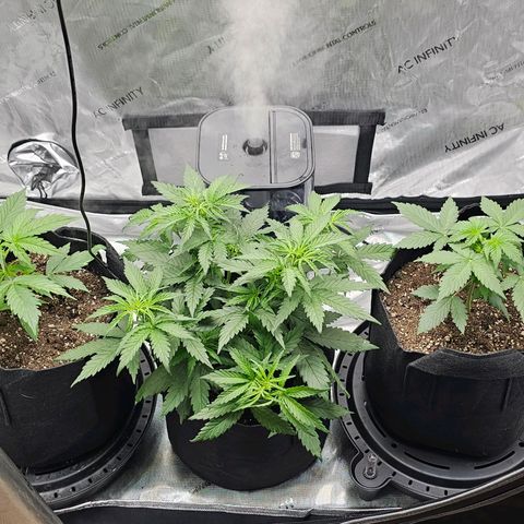 Autowreck growlog timeline photo