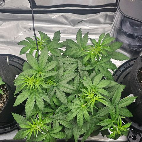 Autowreck growlog timeline photo