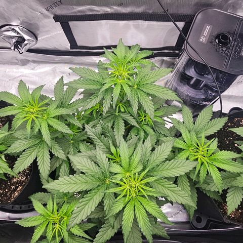 Autowreck growlog timeline photo
