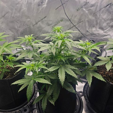 Autowreck growlog timeline photo