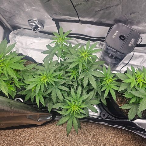 Autowreck growlog timeline photo