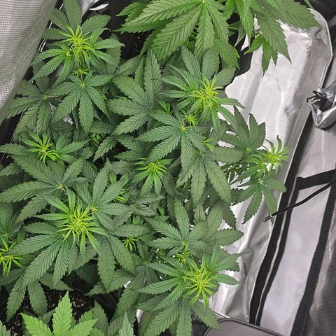 Autowreck growlog timeline photo