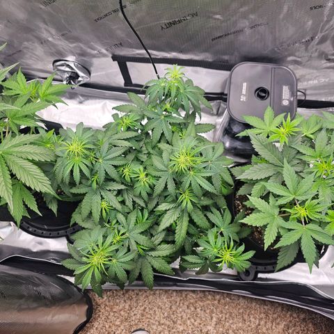 Autowreck growlog timeline photo