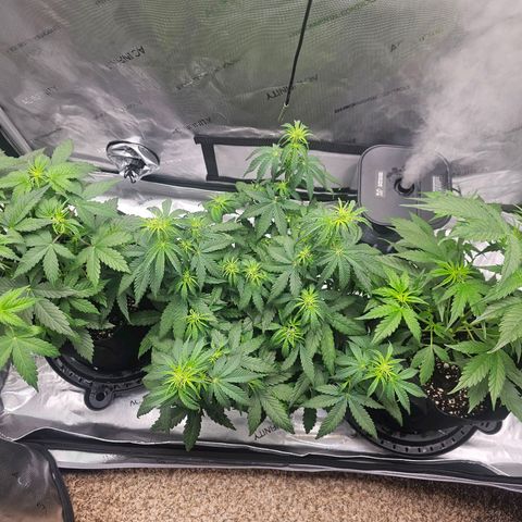 Autowreck growlog timeline photo