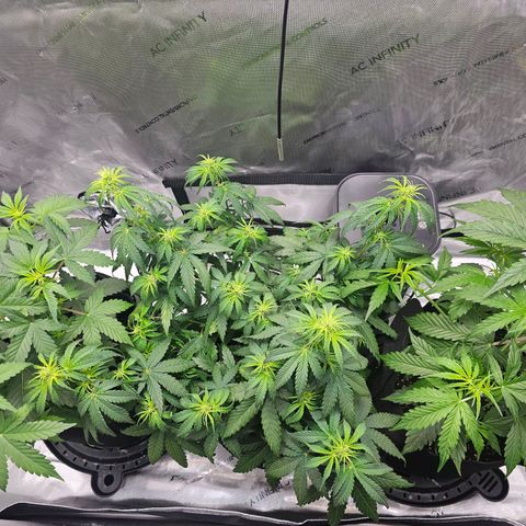 Autowreck growlog timeline photo