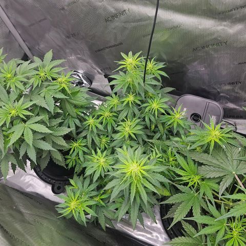 Autowreck growlog timeline photo