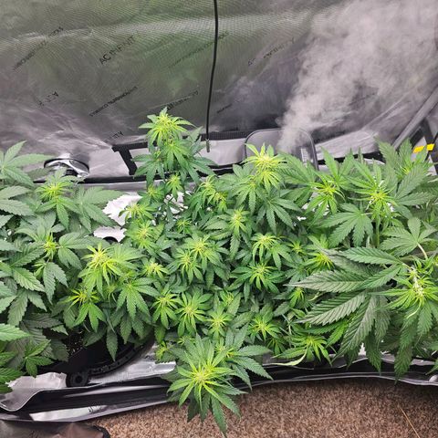 Autowreck growlog timeline photo