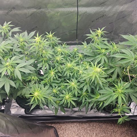 Autowreck growlog timeline photo