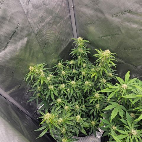 Autowreck growlog timeline photo