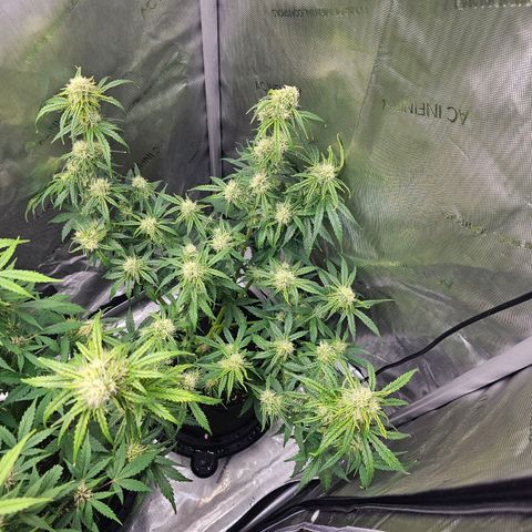 Autowreck growlog timeline photo