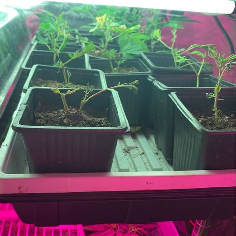 Gas mask  growlog photo: 12 new transplant died
Co co p/c soil green kind
Maybe roots not sufficient enough before transfer 
Maybe soil?