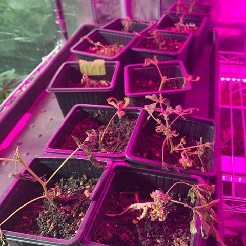 Gas mask  growlog photo: 12 new transplant died
Co co p/c soil green kind
Maybe roots not sufficient enough before transfer 
Maybe soil?