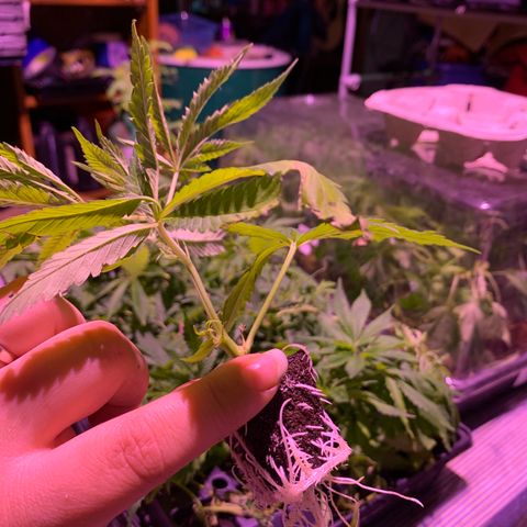 Gas mask  growlog photo: Clones transplanted