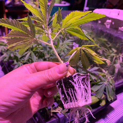 Gas mask  growlog photo: Clone #2