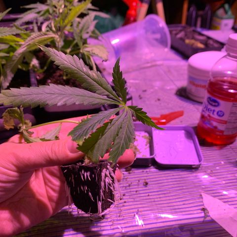 Gas mask  growlog photo: Clone 8