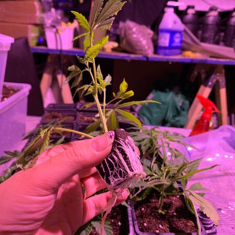 Gas mask  growlog photo: Clone 10