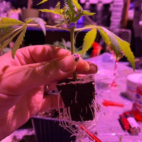 Gas mask  growlog photo: Clone 13