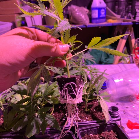Gas mask  growlog photo: Clone 16