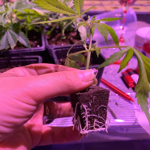 Gas mask  growlog photo: Clone 16