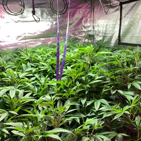 Gas mask  growlog photo: Going out