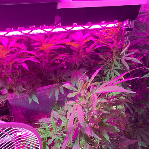 Gas mask  growlog photo: Transplant soon