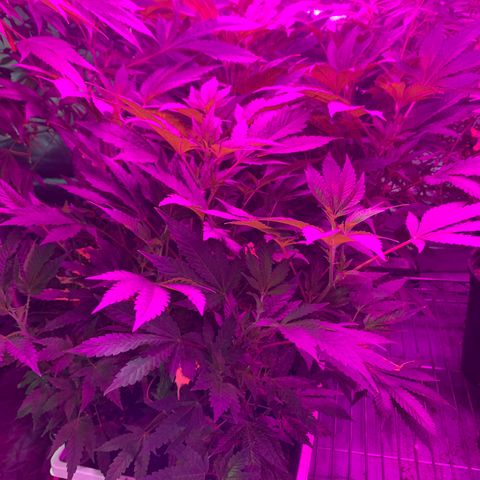 Gas mask  growlog photo: Transplant soon