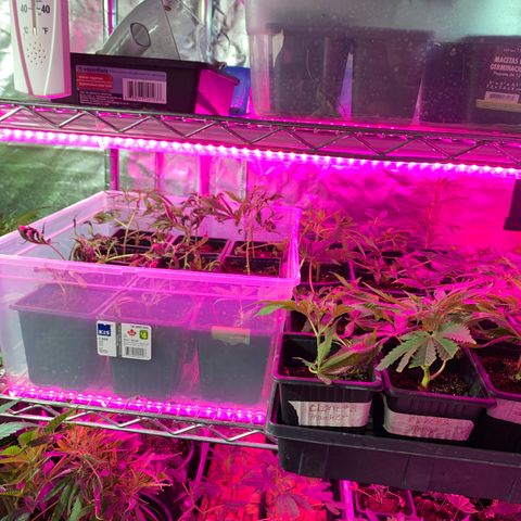 Gas mask  growlog photo: Transplant soon