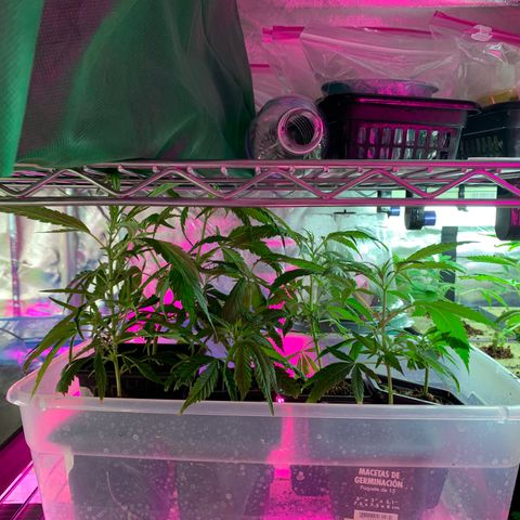 Gas mask  growlog photo: Transplant soon