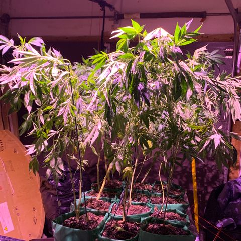 Gas mask  growlog timeline photo