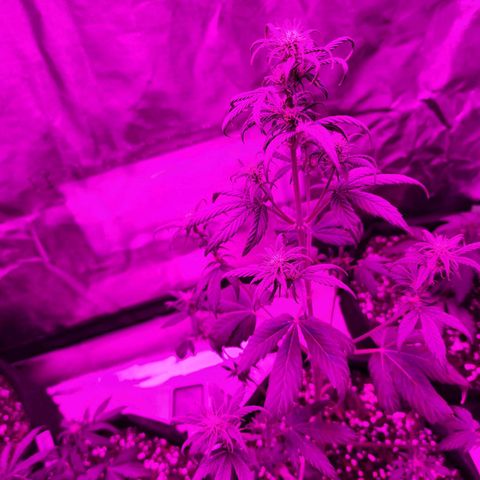 Royal Runtz Tall boy     NLS growlog timeline photo