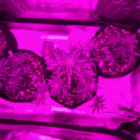 Royal Runtz Tall boy     NLS growlog timeline photo