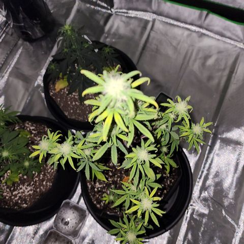 Royal Runtz Tall boy     NLS growlog timeline photo