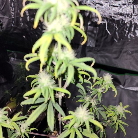 Royal Runtz Tall boy     NLS growlog timeline photo
